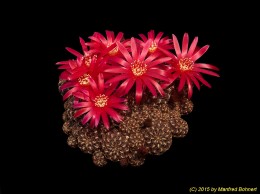 Sulcorebutia verticillacantha v. cuprea WR476 2027